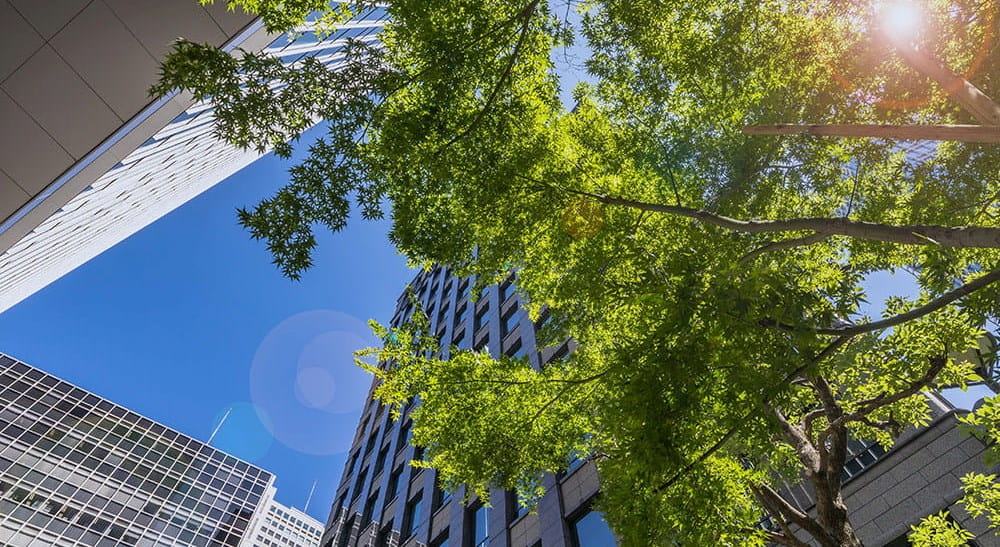 Un día soleado con un árbol en primer plano y un rascacielos en el fondo