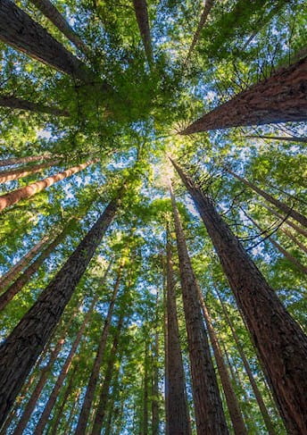 Everest Sustainability Report NTT DATA