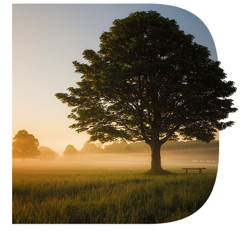 ein Baum in einem Feld bei Sonnenaufgang