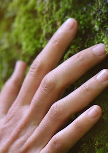 hand touching the bark of a tree