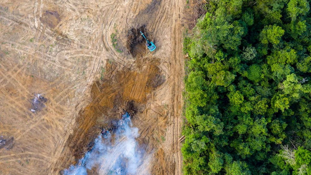 Terreno disboscato sulla sinistra e foresta sulla destra visti dall'alto