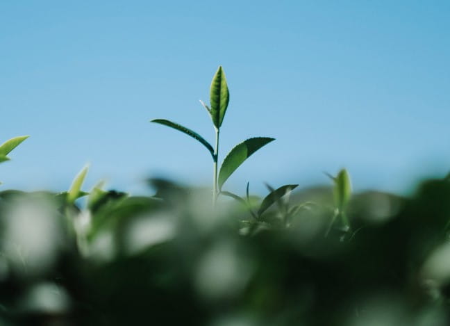 wellBE, un podcast NTT DATA