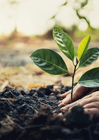 Hands planting a seedling in the soil