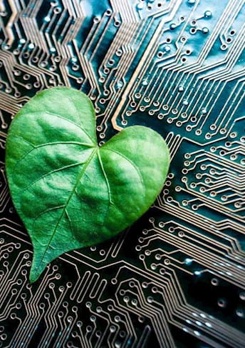 green leaf